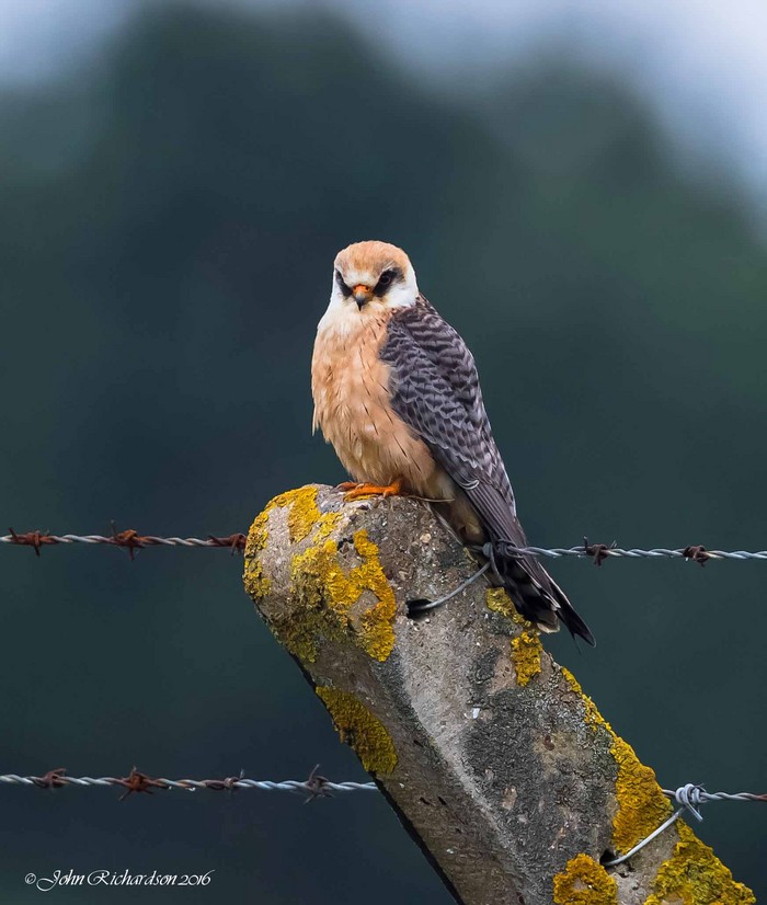 Red-footed Falcon