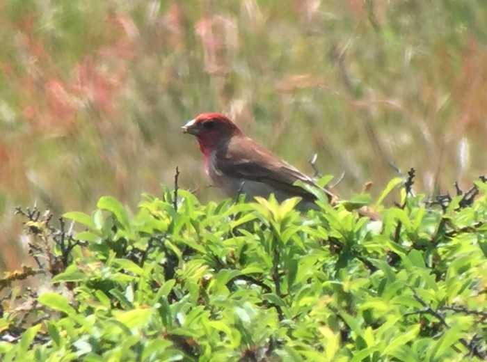 Common Rosefinch