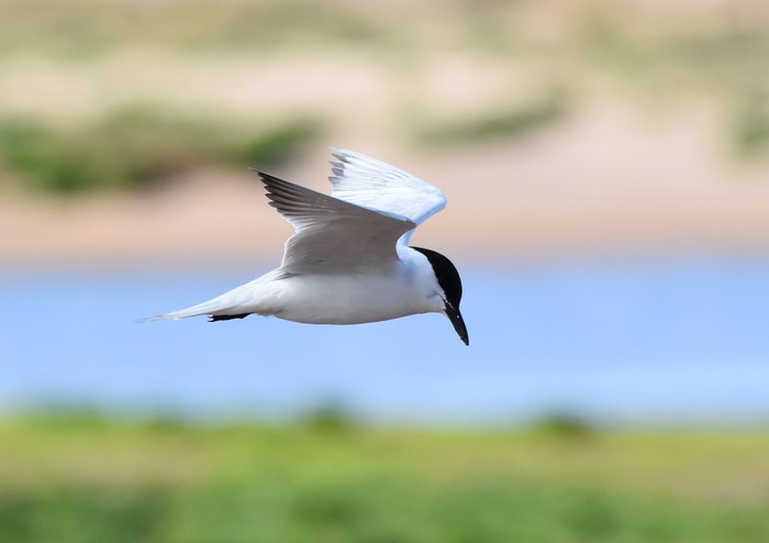 Gull-billed Tern