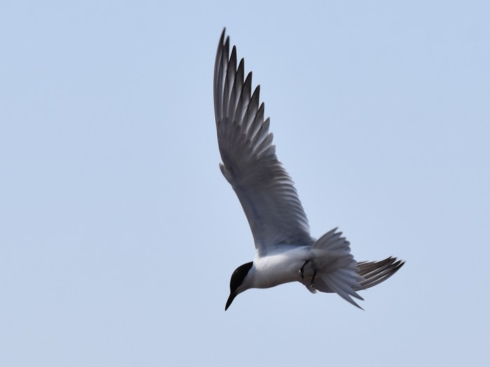 Gull-billed Tern