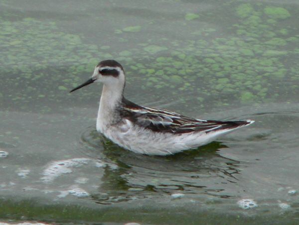 Red-necked Phalarope