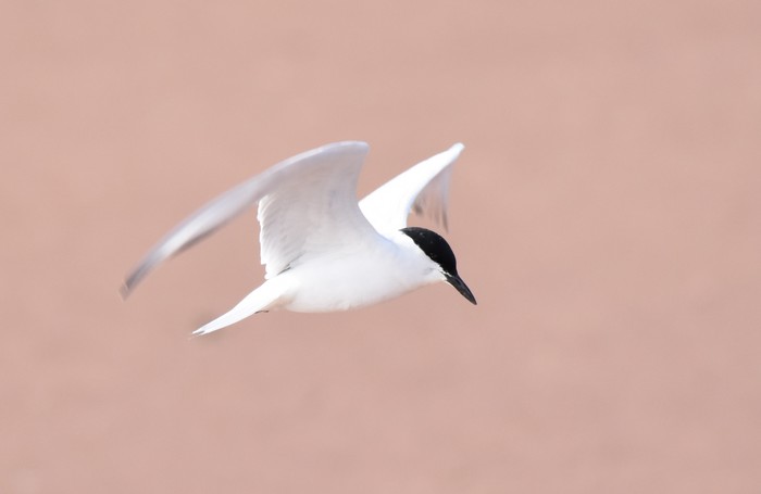 Gull-billed Tern
