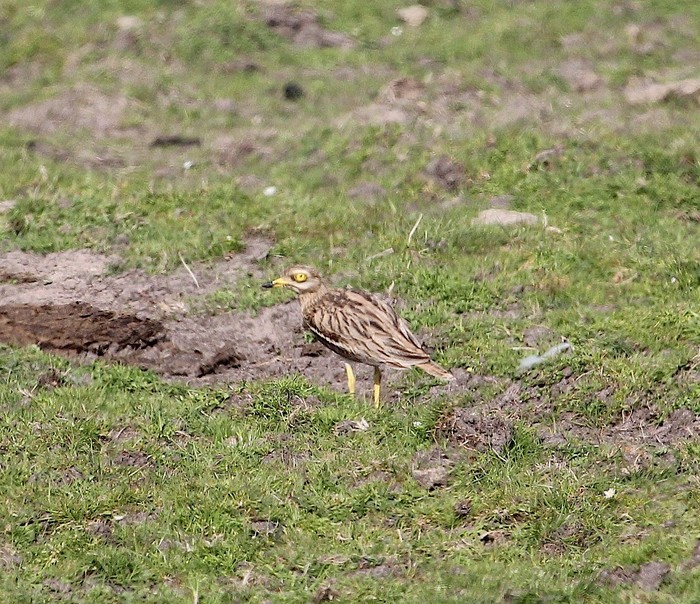 Stone Curlew