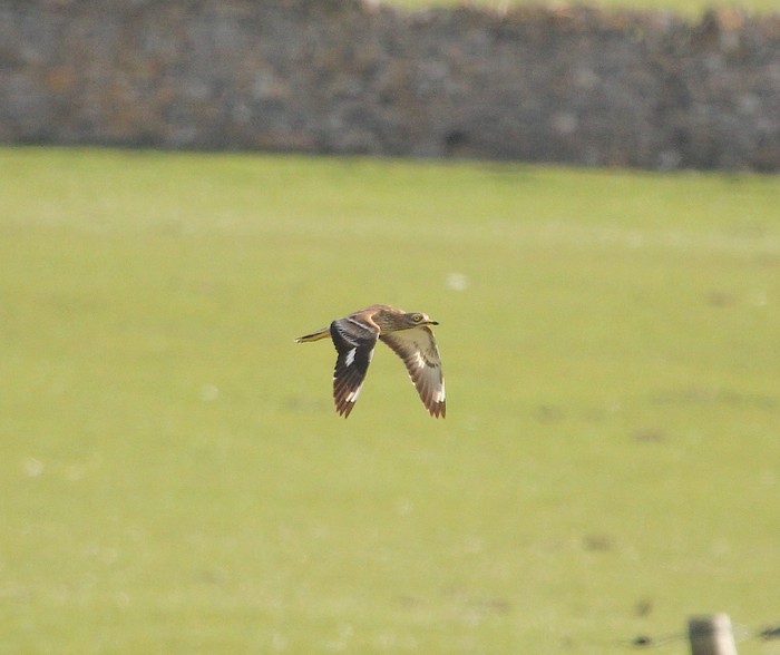 Stone Curlew