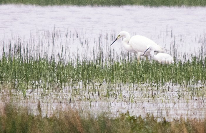 Great White Egret