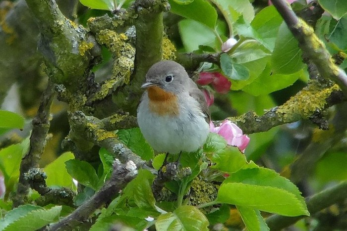 Red-breasted Flycatcher