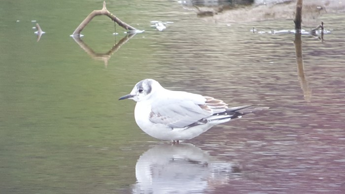 Bonaparte's Gull