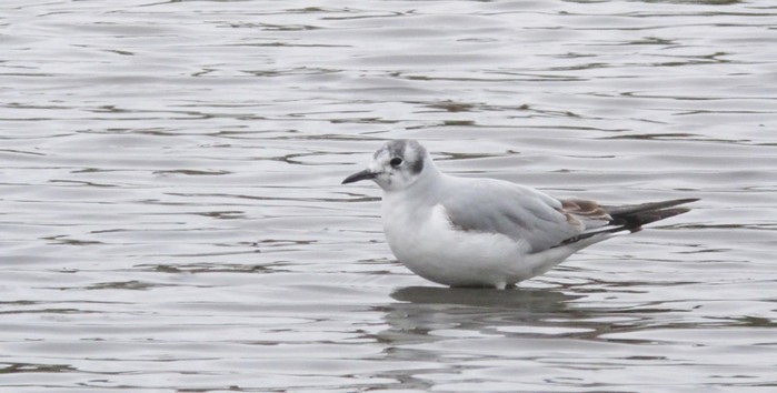Bonaparte's Gull