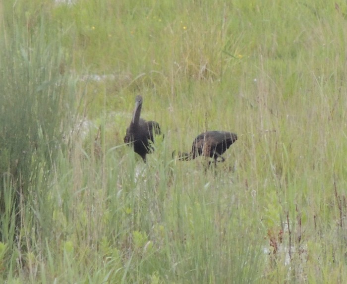 Glossy Ibis