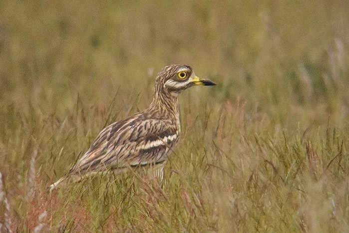 Stone Curlew