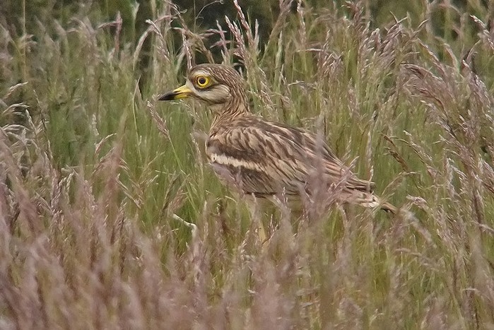 Stone Curlew