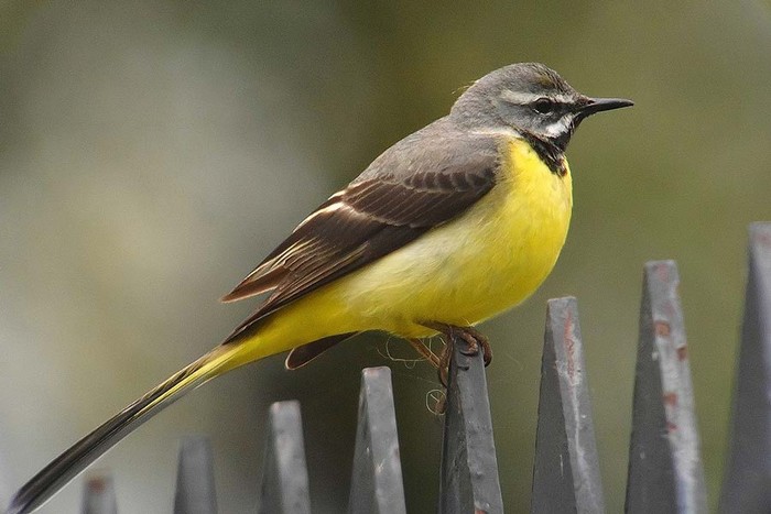 Grey Wagtail