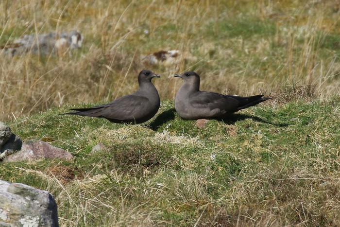 Arctic Skua