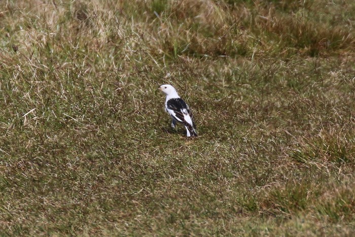 Snow Bunting