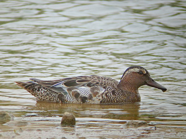 Garganey