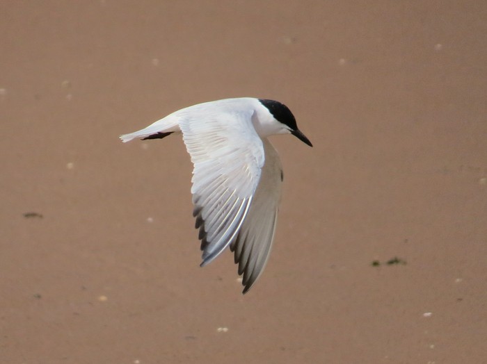 Gull-billed Tern