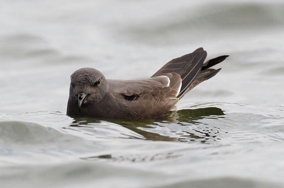 Leach's Petrel