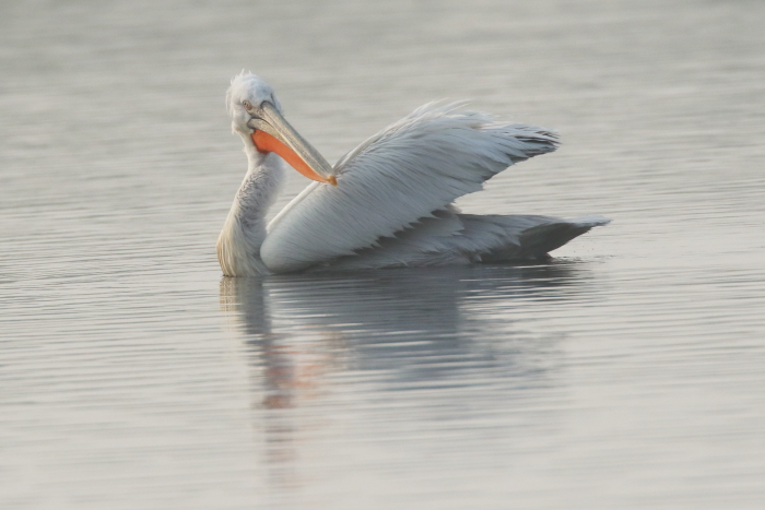 Dalmatian Pelican