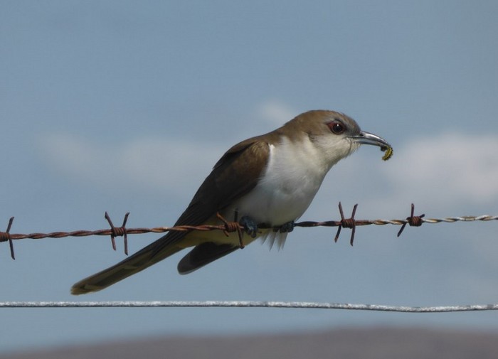 Black-billed Cuckoo