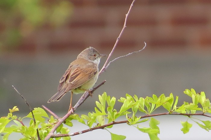 Whitethroat
