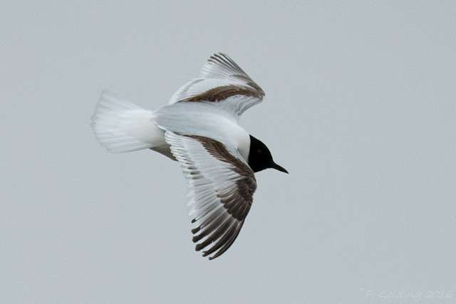 Little Gull