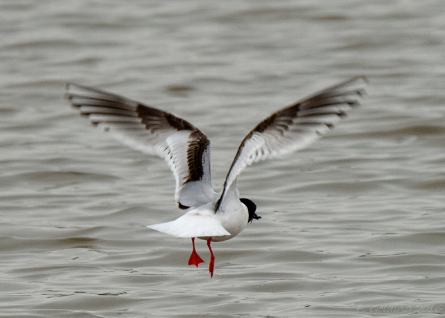Little Gull