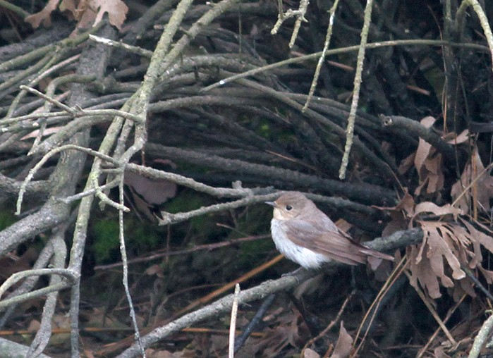 Red-breasted Flycatcher