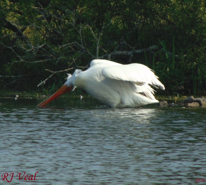 Dalmatian Pelican