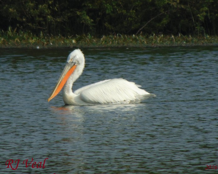 Dalmatian Pelican