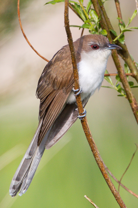 Black-billed Cuckoo