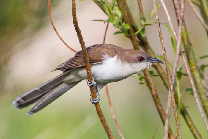 Black-billed Cuckoo