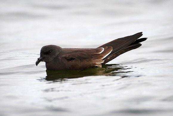 Leach's Petrel