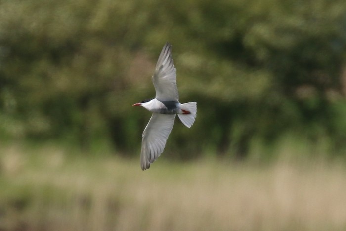 Whiskered Tern