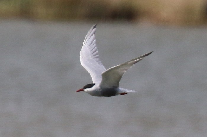 Whiskered Tern