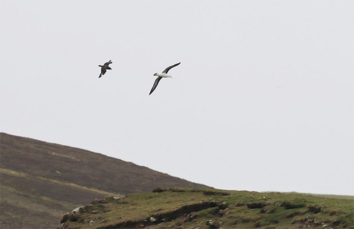 Black-browed Albatross