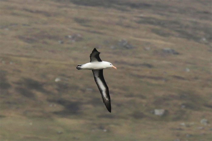 Black-browed Albatross