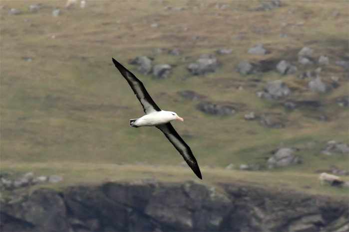 Black-browed Albatross