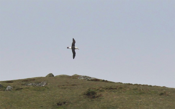 Black-browed Albatross