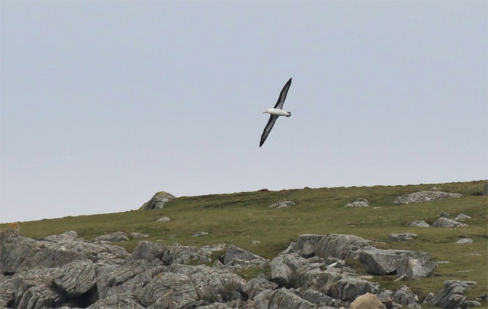 Black-browed Albatross