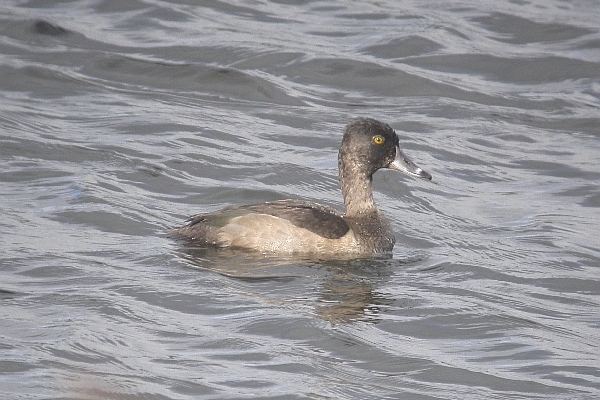 Ring-necked Duck