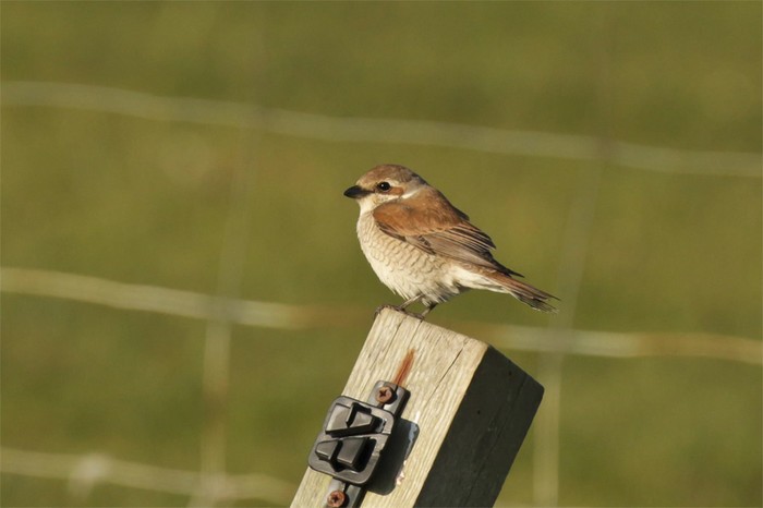 Red-backed Shrike
