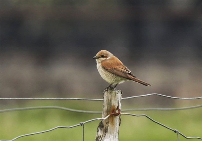 Red-backed Shrike