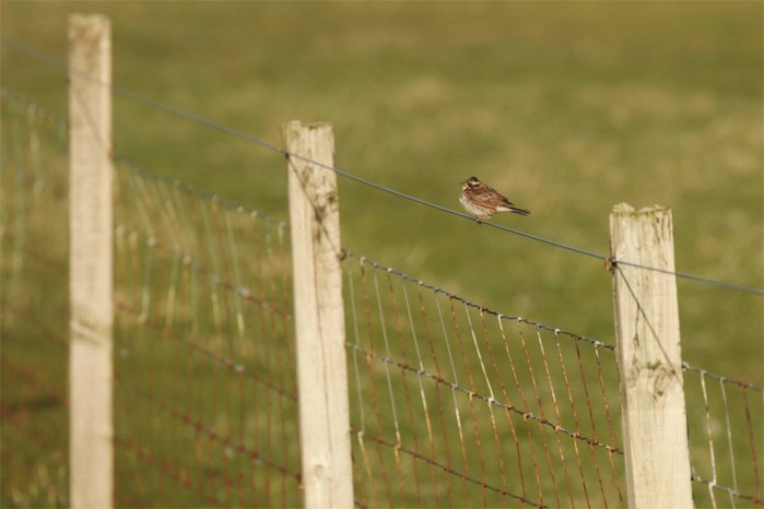Rustic Bunting