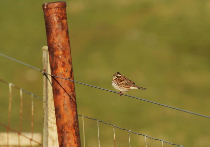 Rustic Bunting