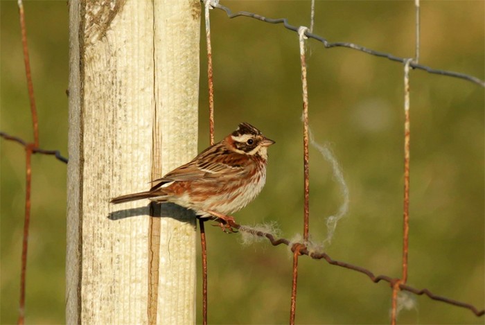 Rustic Bunting