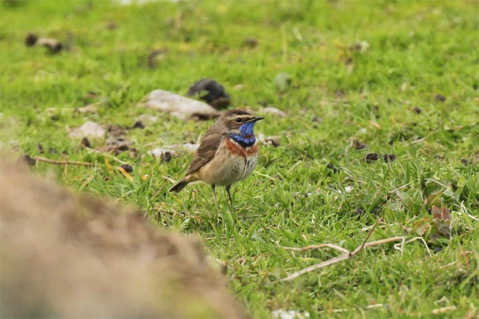 Red-spotted Bluethroat