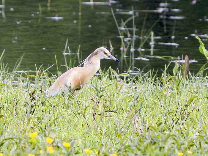Squacco Heron