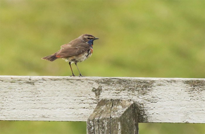 Red-spotted Bluethroat