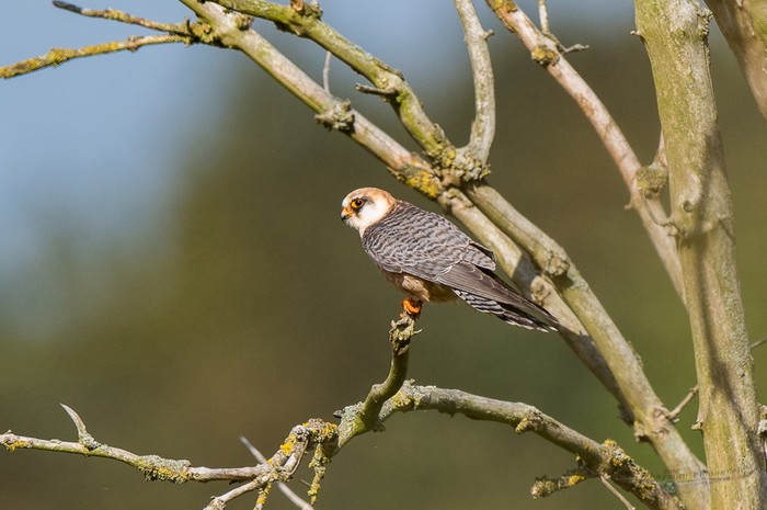 Red-footed Falcon