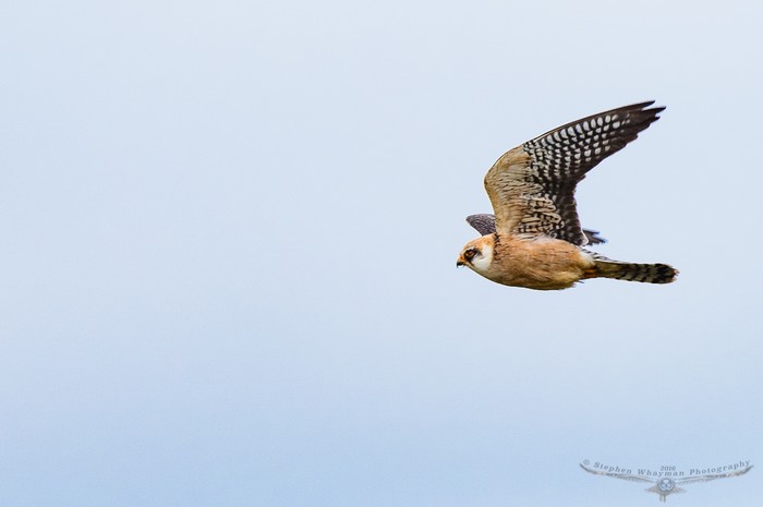 Red-footed Falcon